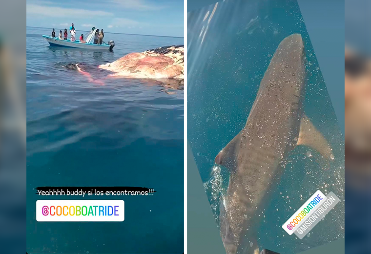 Video: Tiburones tigre se alimentan de ballena jorobada muerta en Papagayo