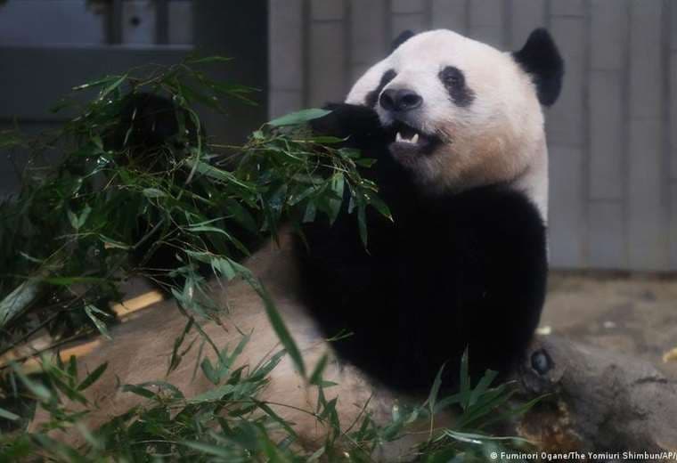 Zoológico de Washington se despide de sus tres pandas gigantes