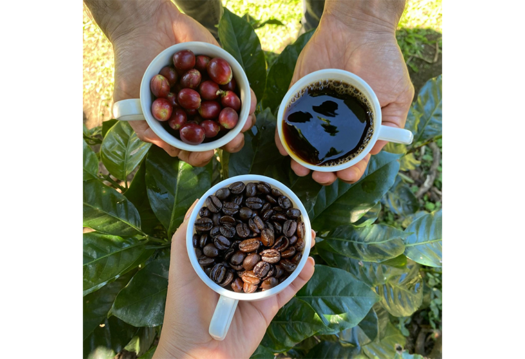 Productores de café, cacao y caña se unen para crear tours personalizados en Monteverde