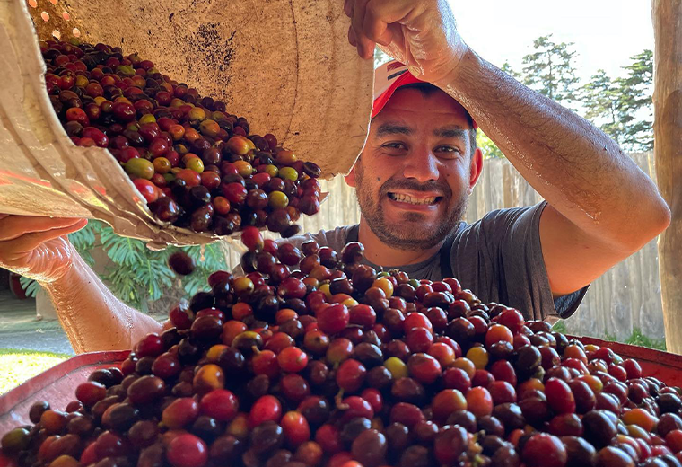 Costa Rica produce la mitad del café que hace 27 años 