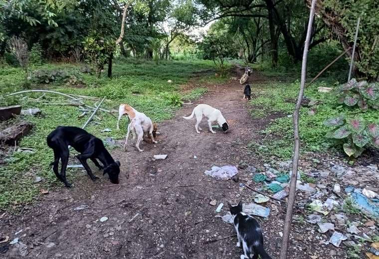Desnutrición y sobrepoblación de perros: una triste realidad en Isla Chira