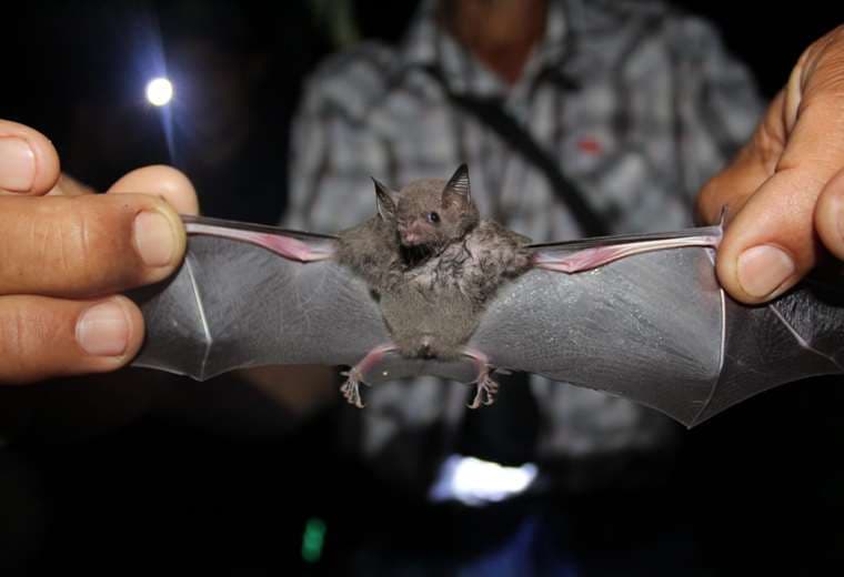 ¿Por qué los murciélagos son protagonistas en transmisión de virus Nipah?