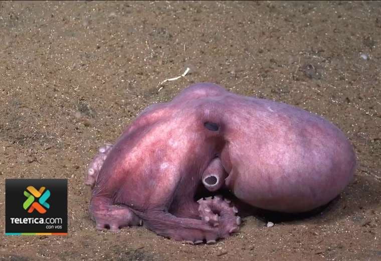 Video: ¿A qué profundidad viven las especies de pulpo descubiertas en aguas ticas?