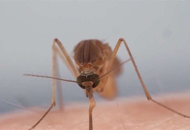 2024 cierra con el peor brote de dengue de los últimos 20 años