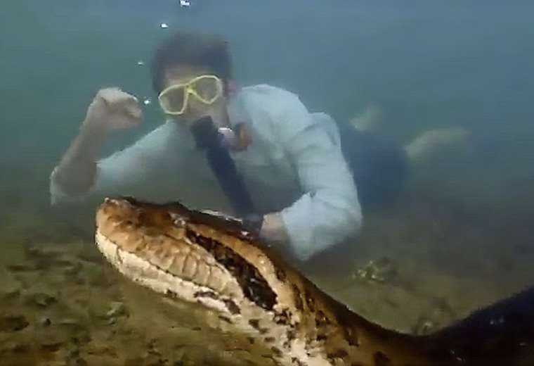 Video: Grababan película de Disney y descubren nueva especie de anaconda de casi 10 metros
