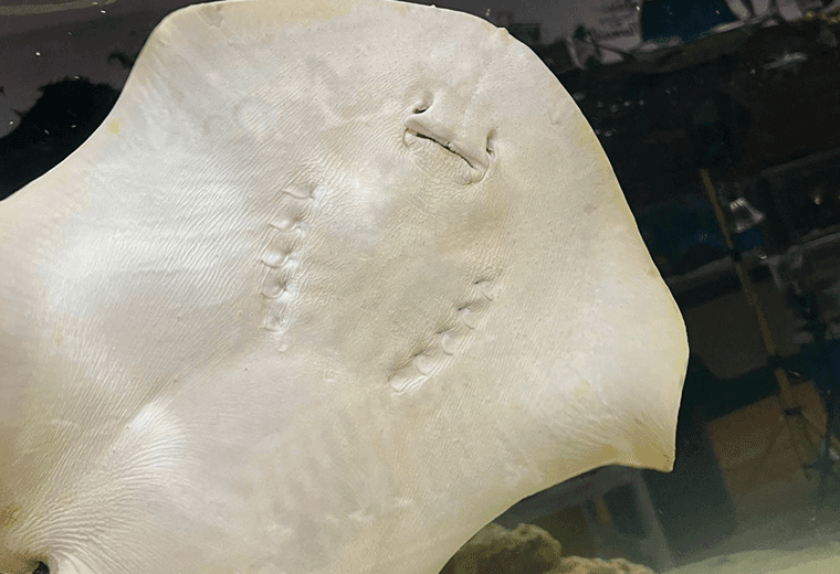 La raya virgen que espera crías y es sensación en acuario de EEUU