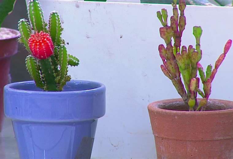 ¿Tiene cactus en su hogar? Estos son los consejos básicos para cuidarlos