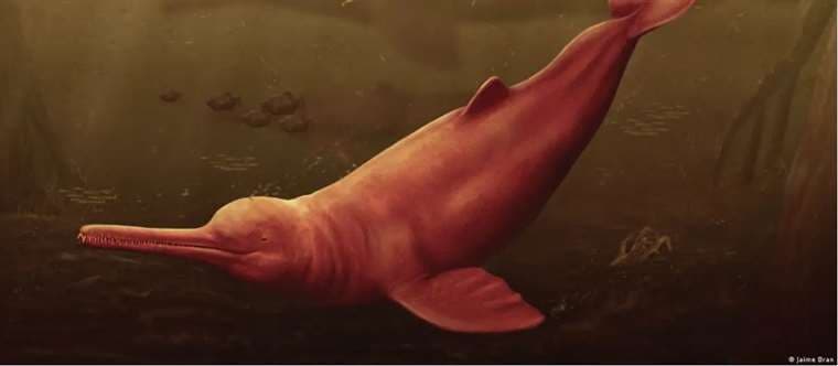 Científicos descubren un antiguo delfín gigante amazónico