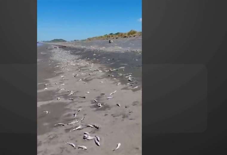 Vecinos de Guacalillo reportan muerte masiva de peces