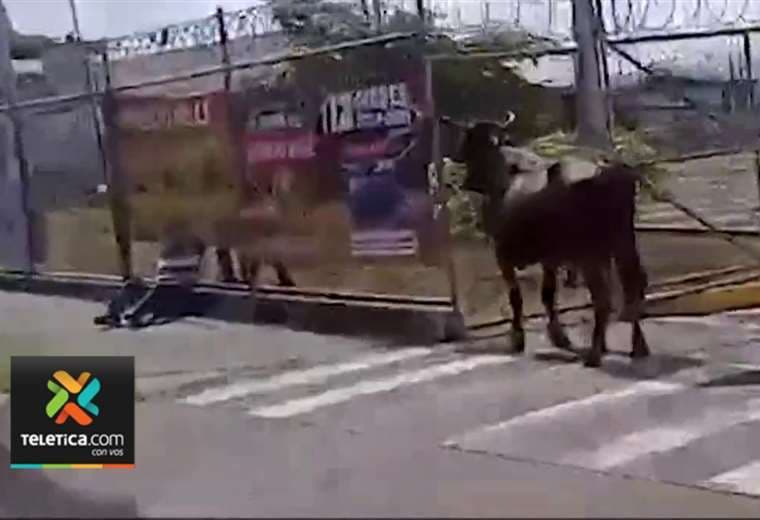 Hombre embestido por toro en Cartago: “Yo nada más vi donde llegó de frente y me corneó”