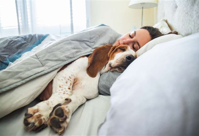 ¿Dormir con su mascota es beneficioso para la salud? 