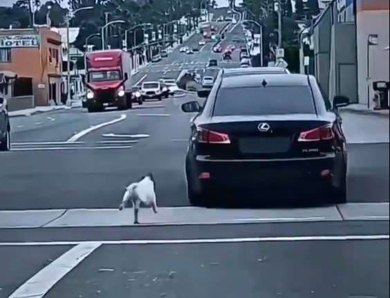 Perro abandonado persigue carro de su dueño y el video se hace viral