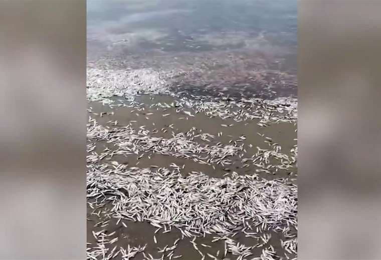 ¿Por qué aparecen miles de sardinas muertas en playa Tambor?