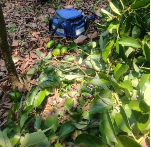 Hombre de 60 años cae de árbol de aguacate y muere en Nicoya