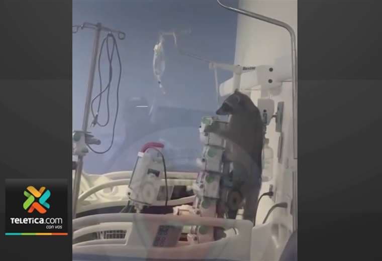 Video: Mapache sorprende a personal y pacientes del hospital de Puntarenas