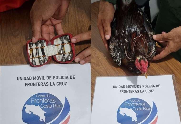 Decomisan contrabando de artículos de carey y gallo de pelea en frontera con Nicaragua