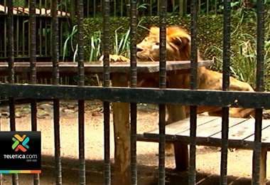 Fuerza Pública escoltará traslado de animales del Simón Bolívar al Zoo Ave