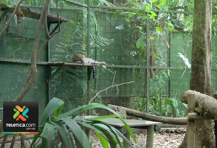 Autoridades ya saben dónde trasladar los animales del zoológico Simón Bolívar