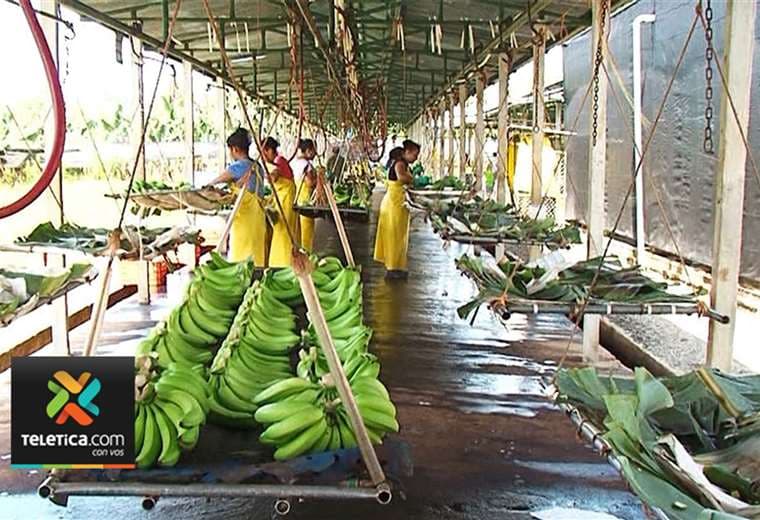 Firma bananera ya suma más de 500 despidos en lo que va de este año
