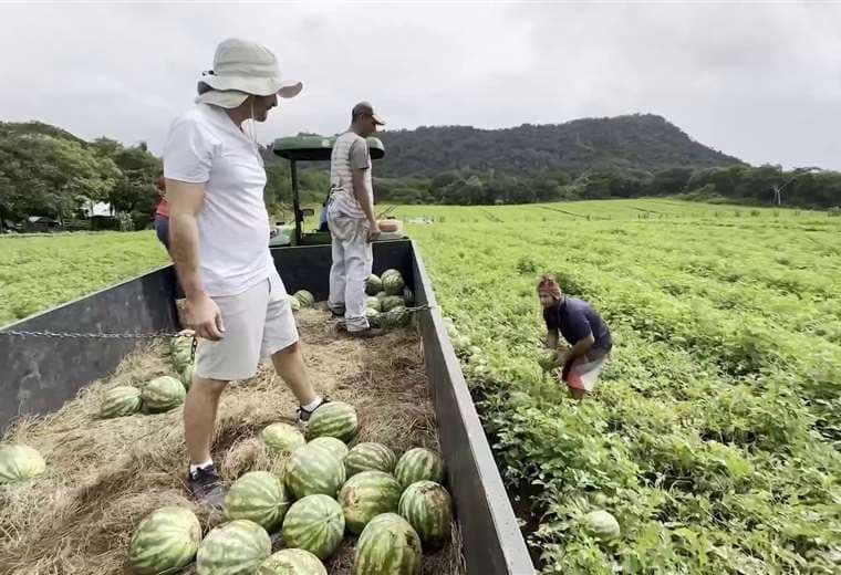 Cultivar sandías perfectas es un arte en Abangares