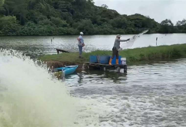 Edwin Gómez y el arte de cuidar miles de camarones