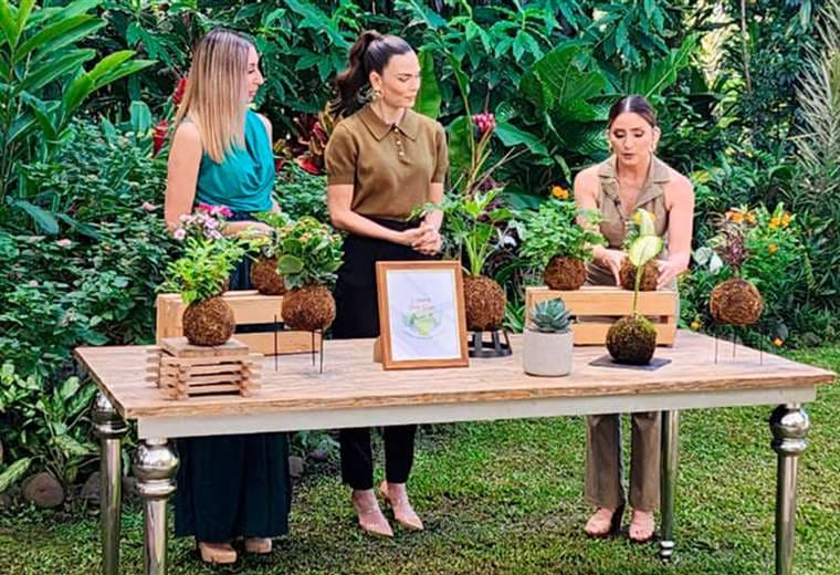 Kokedamas: el arte japonés que convierte las plantas en piezas vivas de decoración