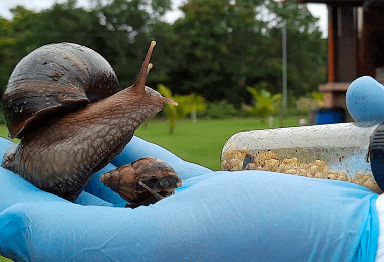 ¿Qué hace el Servicio Fitosanitario con caracoles gigantes africanos que encuentra?