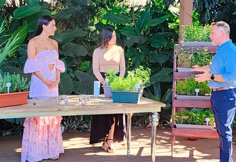 Plantas medicinales en casa: su botiquín natural en formato vertical