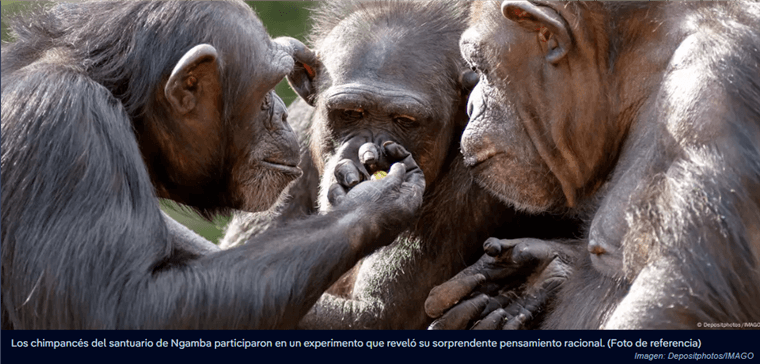 Chimpancés muestran pensamiento racional en nuevo experimento