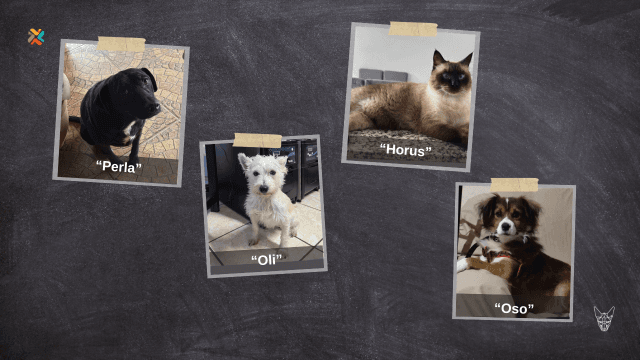 ¡De vuelta a casa! Estas mascotas requieren su ayuda para reencontrarse con sus familias