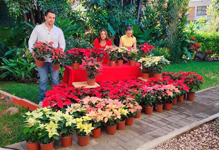 Pastoras: las flores que anuncian la Navidad