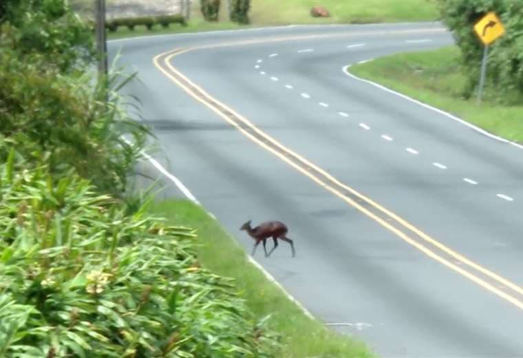 Video: Venado aprovecha cierre de Ruta 32 para pasearse por la carretera