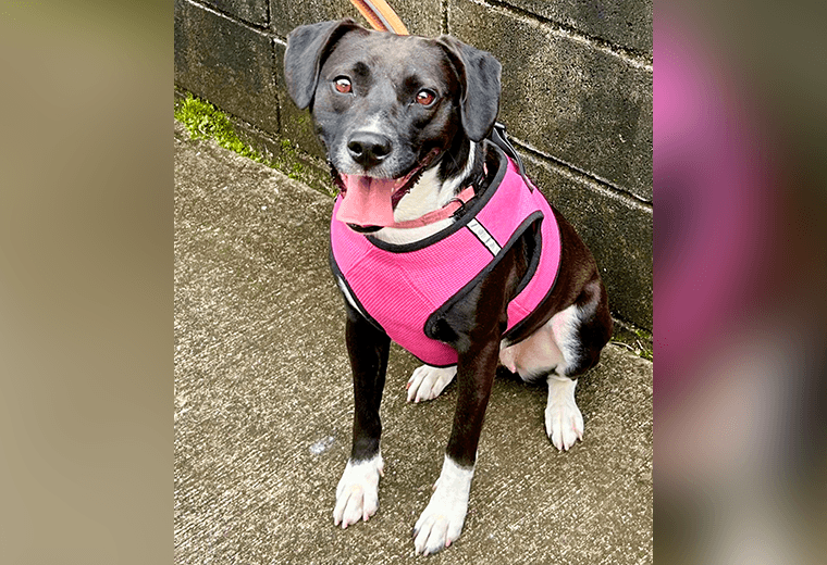 Adopte a una amiga fiel: 'Dana'