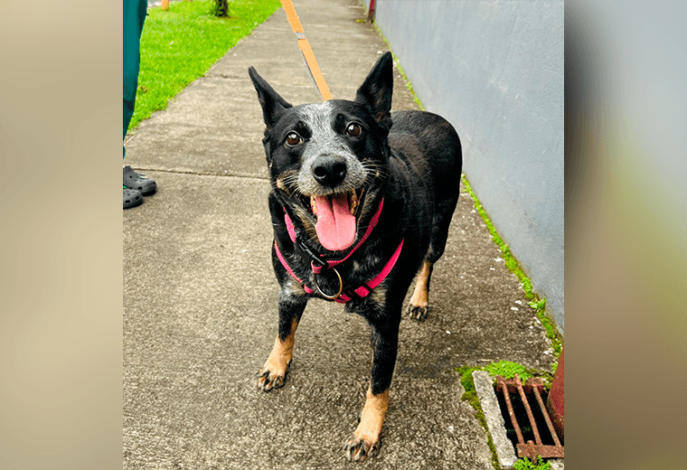 Adopte a una amiga fiel: 'Atenea'