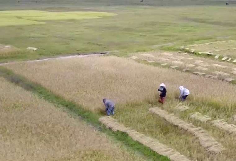 “Si no pago, me pegan un tiro”: Crisis lleva a agricultores a pedir préstamos gota a gota