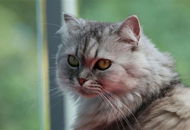 Asma y bronquitis en mascotas: cómo detectar y tratar estos problemas respiratorios