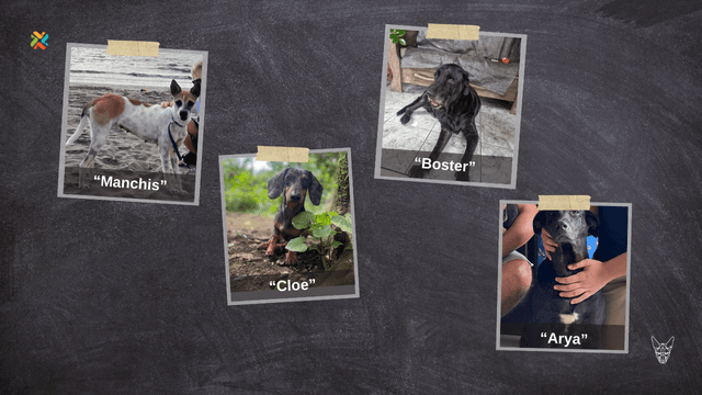 ¡De vuelta a casa! Estos animales requieren su ayuda para volver a su hogar