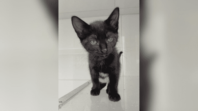 Adopte a una amiga fiel: 'Nucita'