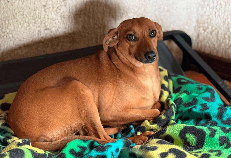 Adopte a una amiga fiel: 'Caramela'