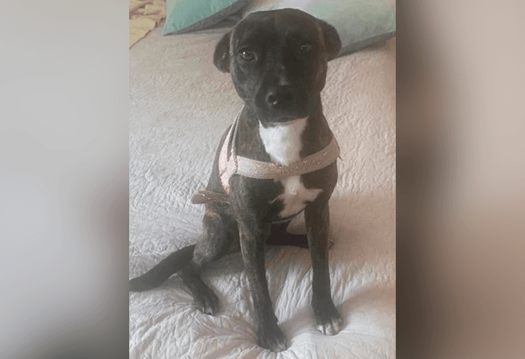 Adopte a una amiga fiel: 'Cloe'