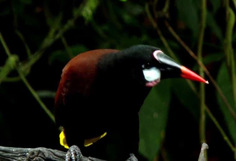 Jardín vivo en Guápiles: “Donde Cope”, el lugar donde la naturaleza posa para la cámara