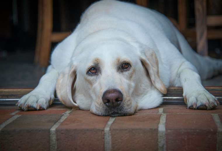 ¡Cuidado! Estas prácticas favorecen que su mascota desarrolle sobrepeso