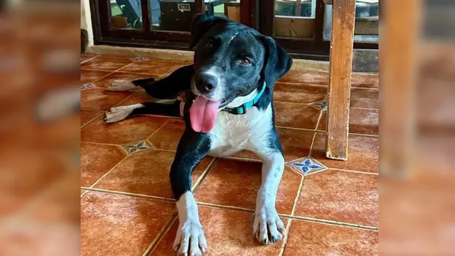 Adopte a una amiga fiel: 'Olivia'