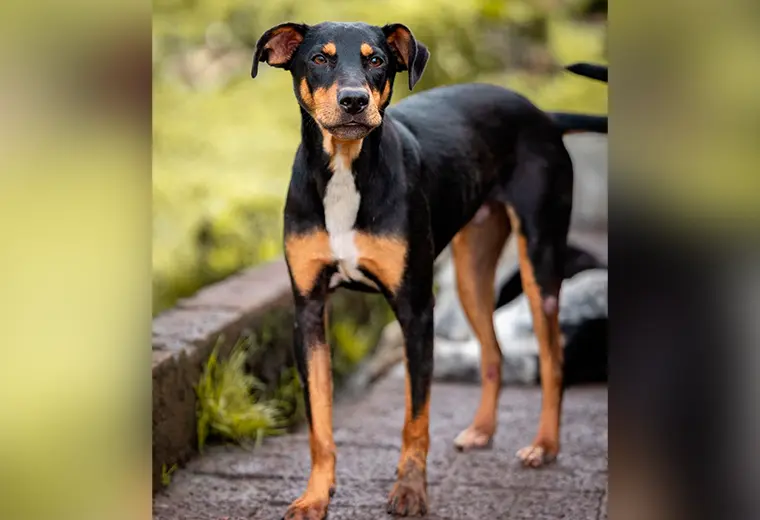 Adopte a un amigo fiel: 'Benito'