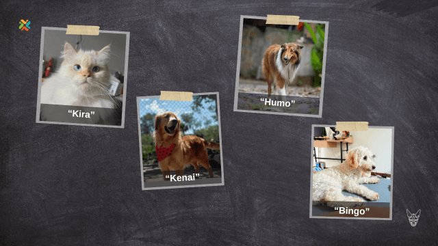 ¡De vuelta a casa! Repase aquí los casos semanales de mascotas perdidas