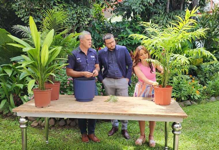 Palmeras de interior: claves para llevar un toque tropical a tu hogar