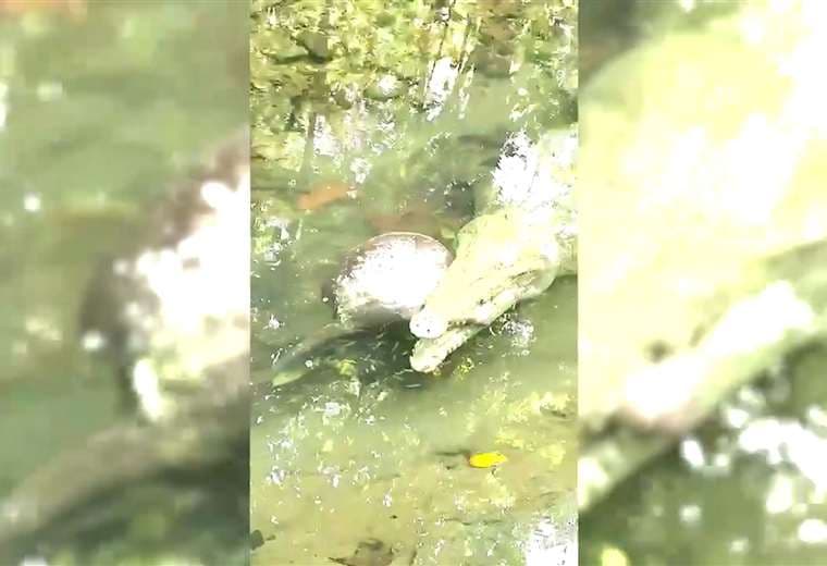 Video: Guía graba “escena salvaje” de cocodrilo con mantarraya en Corcovado