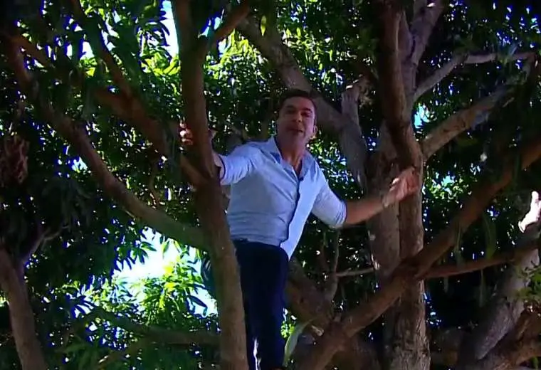 Video: Con “técnica del mono”, Ítalo Marenco escala árbol de mango en ‘Buen Día’