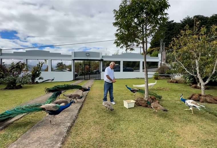 Don Joaquín, el guardián de los pavoreales que hizo de su jardín un atractivo local