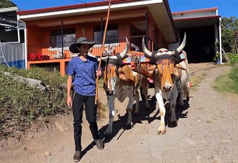 El joven que decidió no dejar morir el boyeo y hoy lo mantiene vivo en Escazú